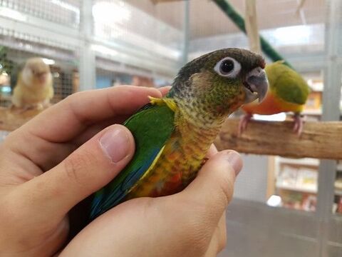 Conure joues vertes Molinae eam 2025 295 35136 Saint-jacques-de-la-lande