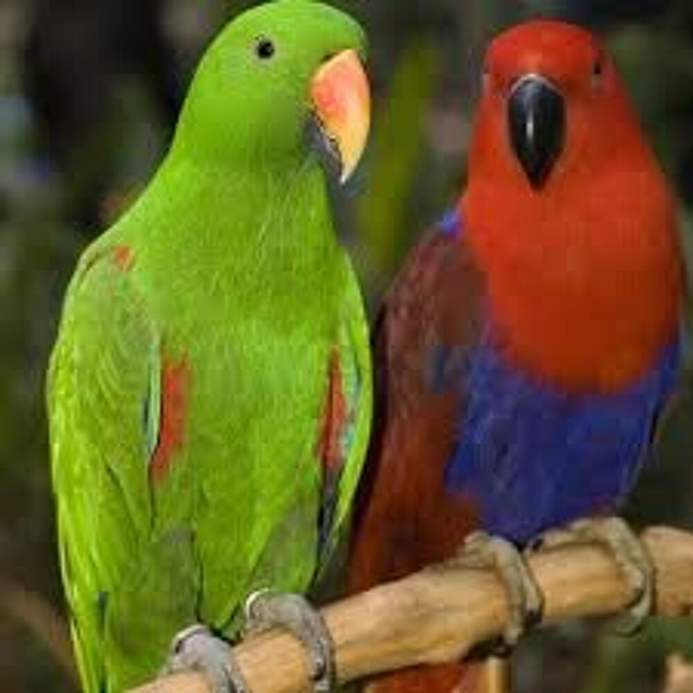   PERROQUET ECLECTUS 