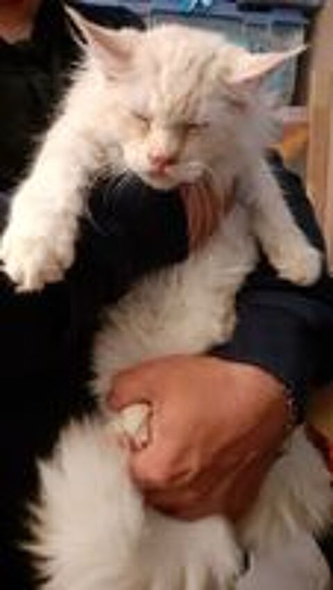   Magnifiques Maine Coon Junior pure race non loof 