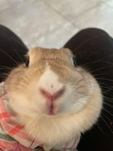   Lapin Nain - 2 ans - Femelle  