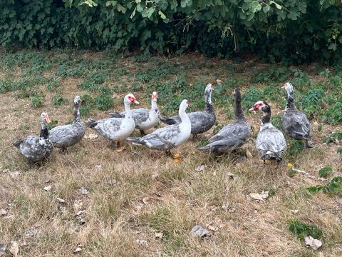 Canards de barbarie m&acirc;les pour gavage 17 64350 Aurions-idernes