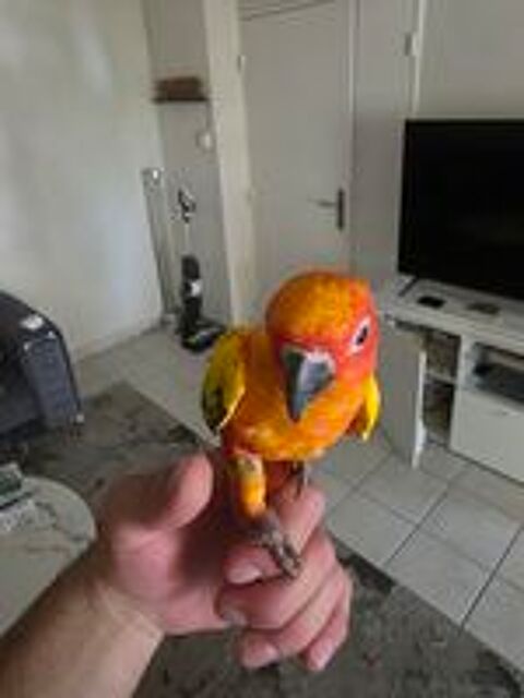   Conure soleil  