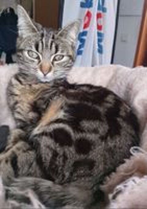   Jeune chatte recherche foyer  