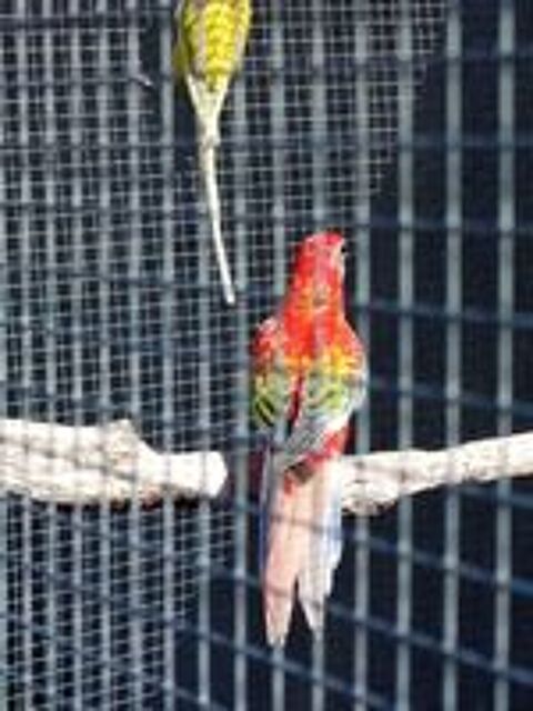  Oiseaux omnicolore  