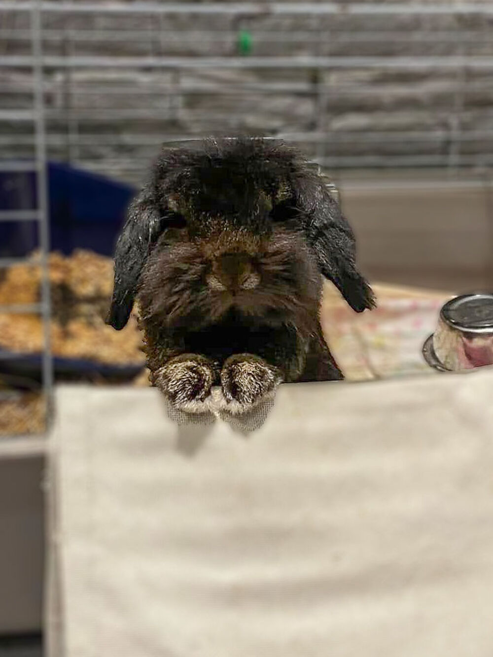   Sloubi, lapin nain à adopter 
