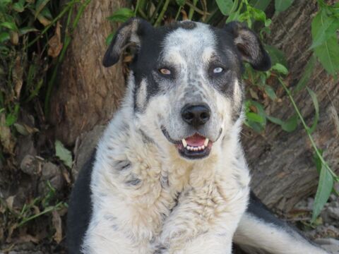 KIWI SE TROUVE DANS UN REFUGE EN ROUMANIE 0 75018 Paris