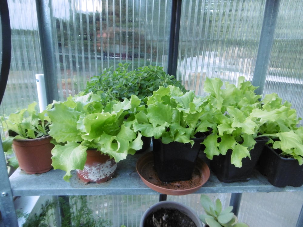 plans de salade- laitues Jardin