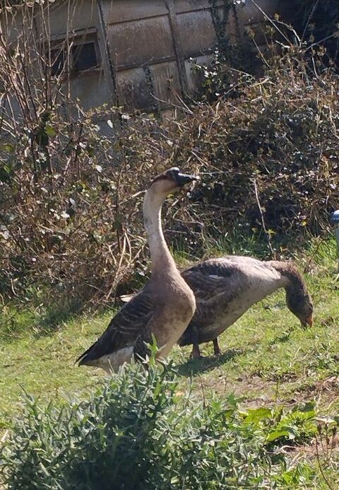 Oie de Toulouse et Jars de Guinée en couple 35 61150 Rnes
