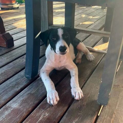 ✨️ TANIN ✨️ 🐶 290 79000 Bessines