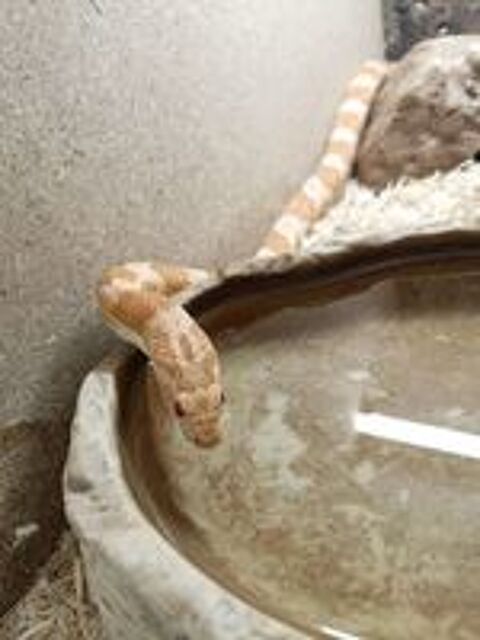   Serpents et terrarium  