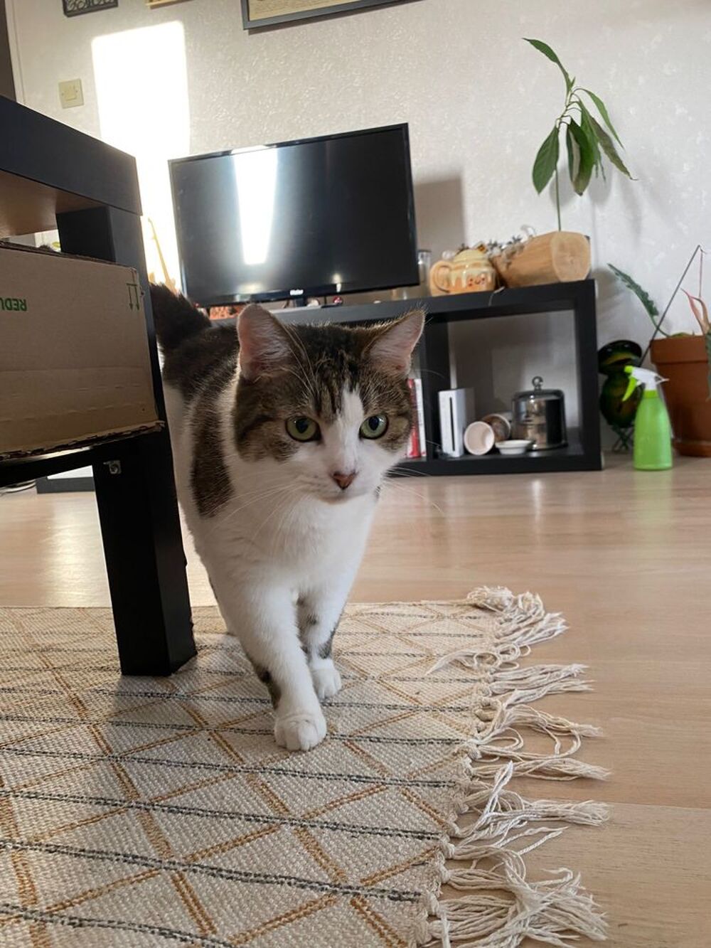   Impr�vue, femelle type Europ�en n�e en 2016 