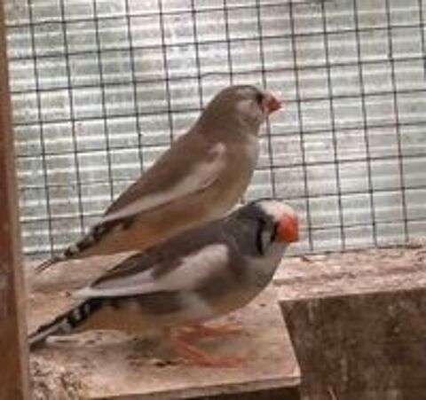   Couples de mandarins  