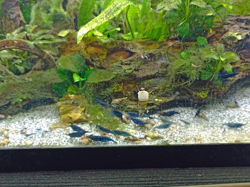   Crevette bleu 