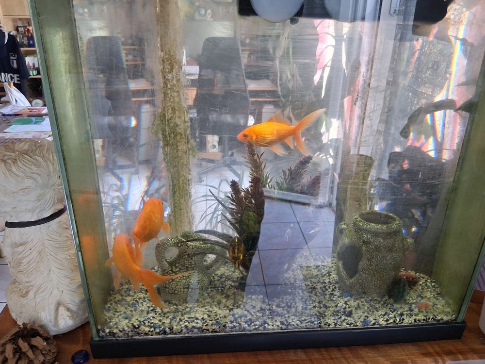  Poissons rouges d aquuarium 