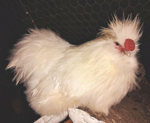Coq de soie blanc  20 71190 �tang-sur-arroux