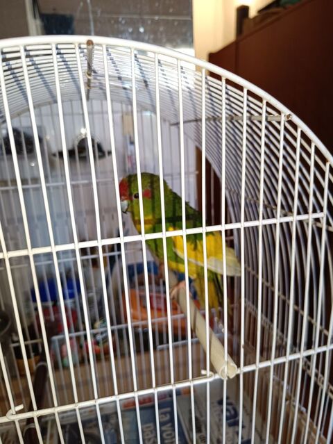 Kakariki panaché à front rouge 60 83520 Roquebrune-sur-argens