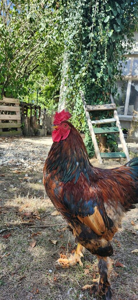 Coq de basse cour roux 25 16170 Saint-cybardeaux