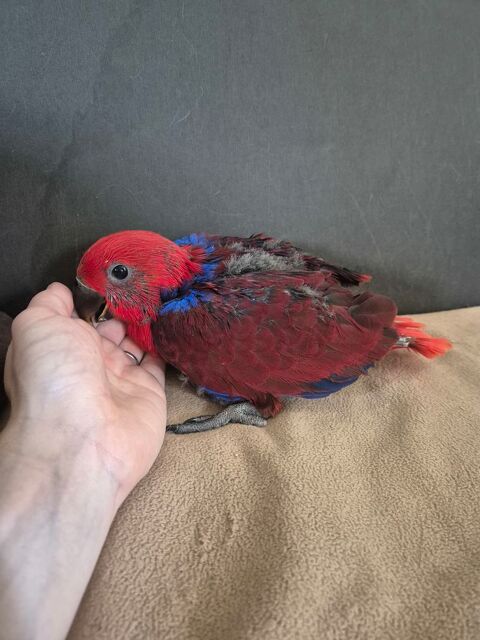 Femelle eclectus 2 mois eam 200 80150 Estr�es-l�s-cr�cy