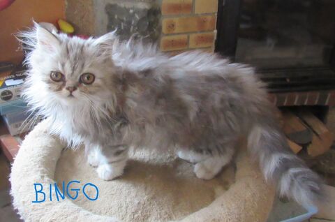 2 MAGNIFIQUES CHATONS PERSAN MALES LOOF 800 43100 Javaugues