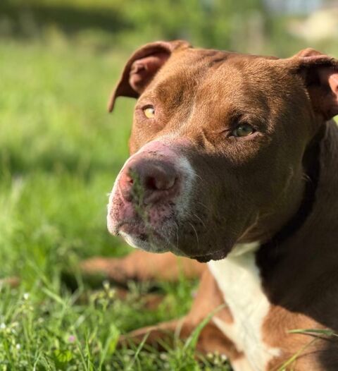 Chien ARLEY à l adoption 210 26790 Rochegude