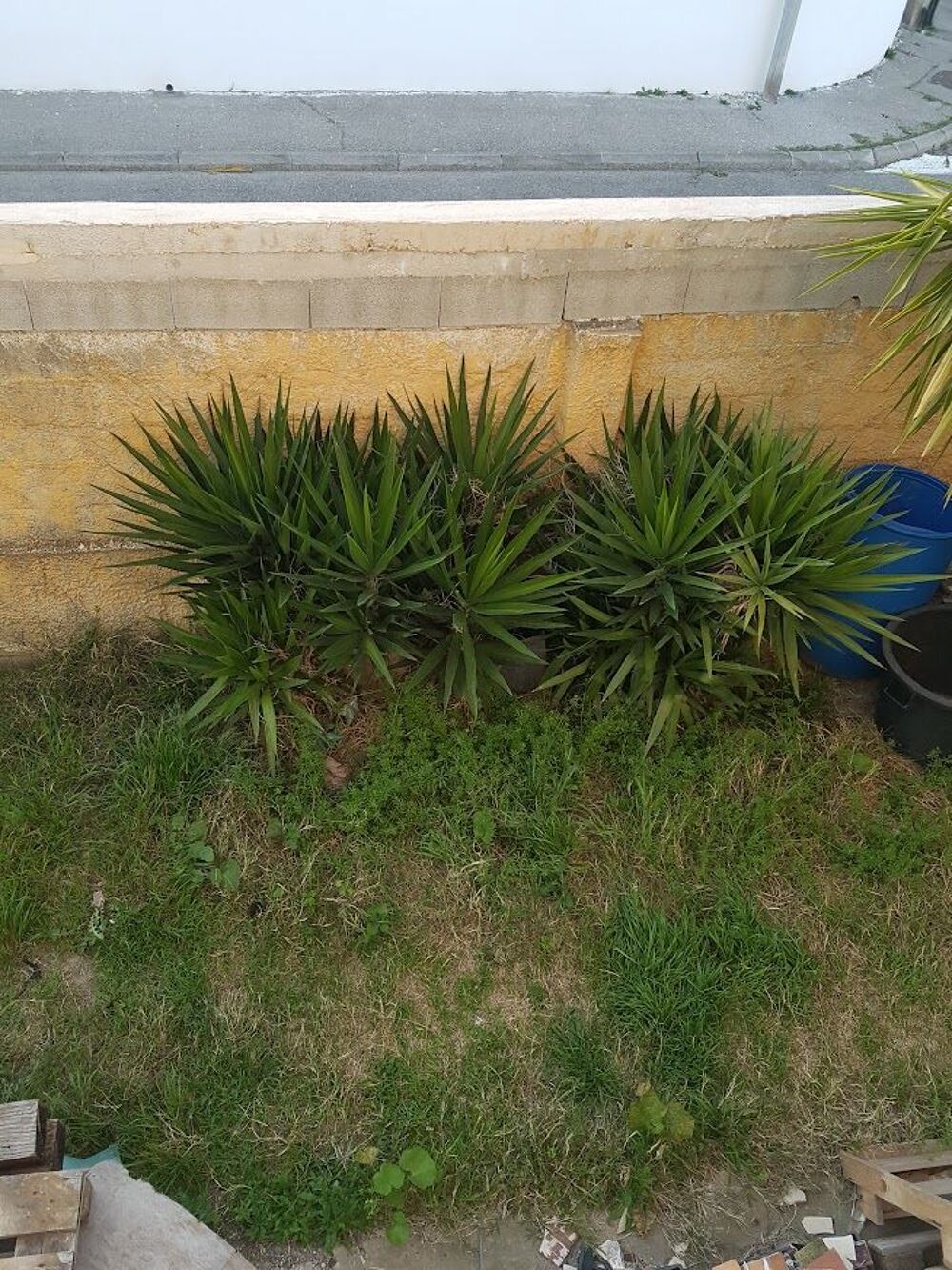 Pousse yuccas Jardin