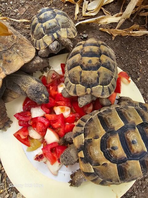 Tortues  de terre 80 34480 Autignac