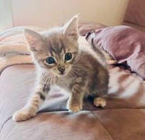   DERNIERE PETITE CHATONNE DE LA PORTÉE  