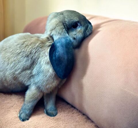 LAPINS NAINS BELIER A CEDER 50 45220 Saint-firmin-des-bois