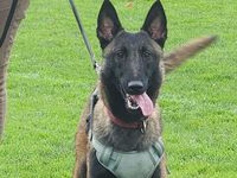   Jeune mâle berger belge malinois  