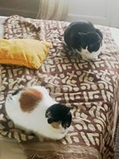   ISABELLE et OASIS, chattes de 6 ans, seules ou en duo 