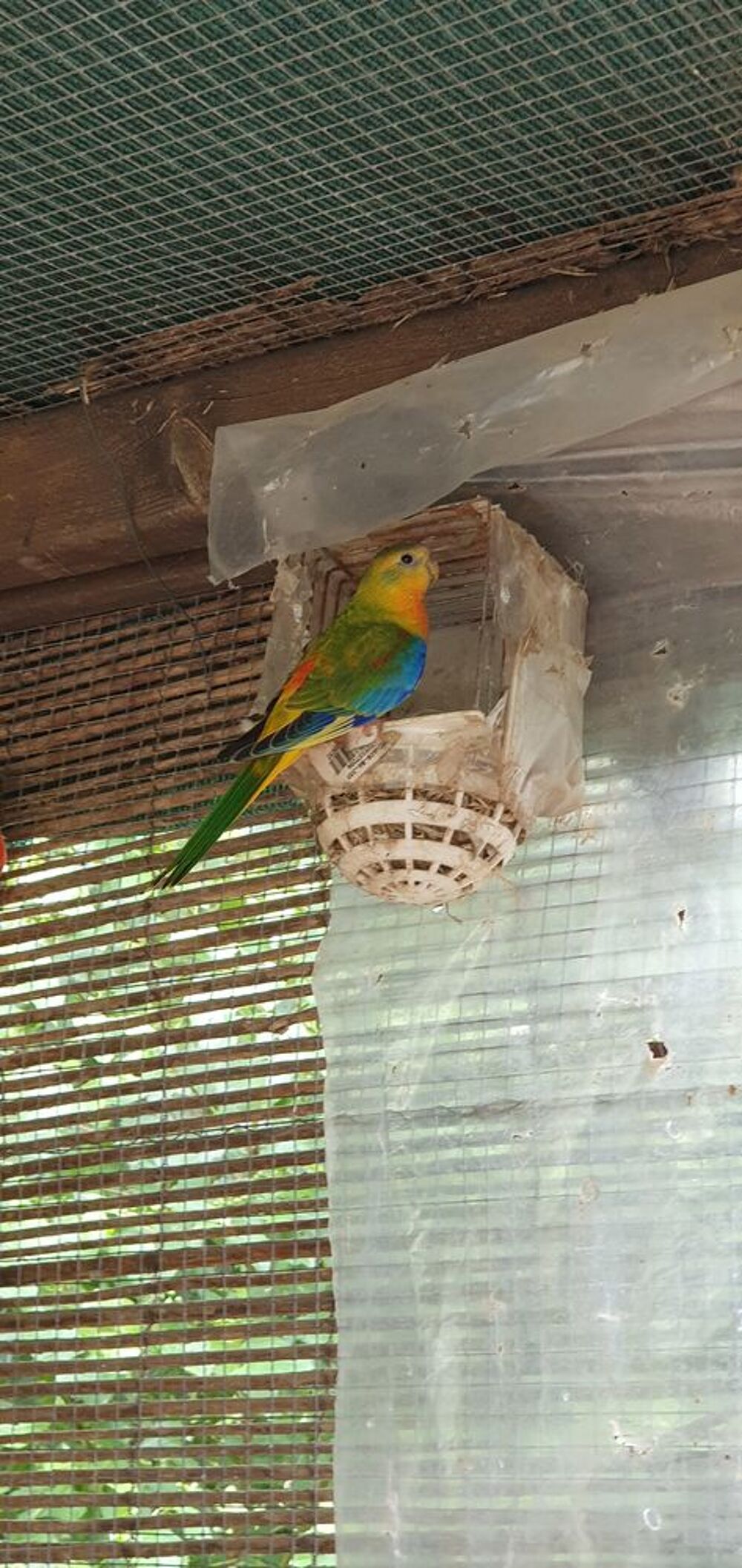    turquoisines  