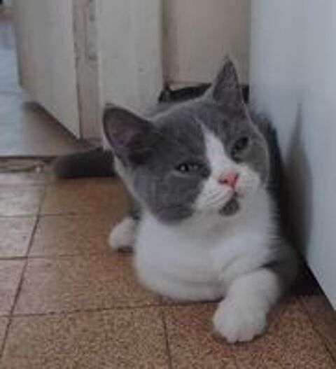   Beau chaton british shorthair Loof bleu et blanc à  réserver 