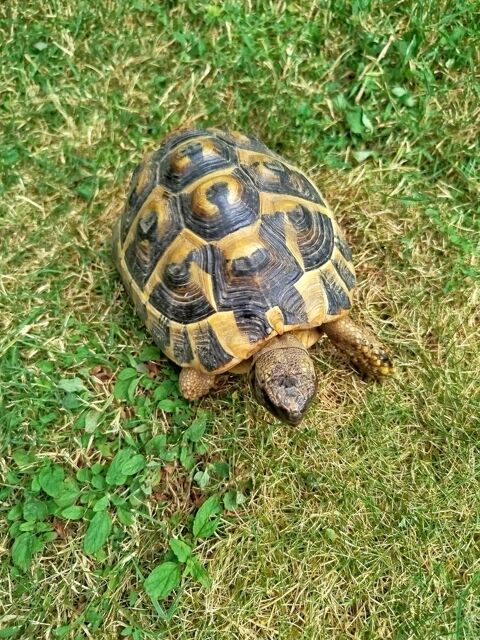 Tortues terrestres 150 91600 Savigny-sur-orge