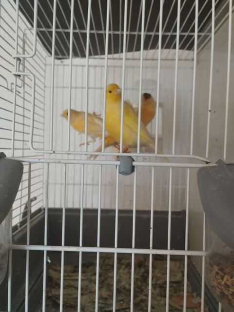 Canaris 30 47200 Fourques-sur-garonne