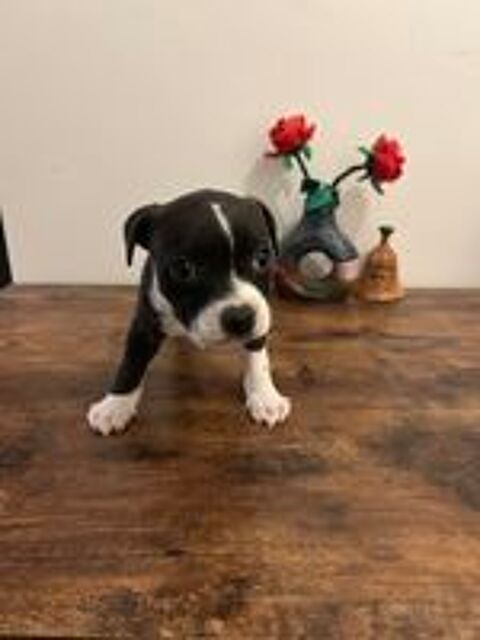   Chiots Staffordshire Bull Terrier Staffie LOF 