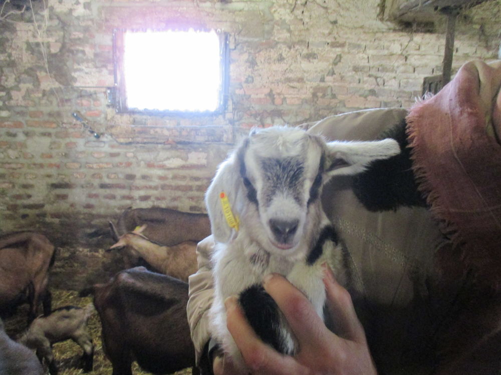   chevreaux et chevrettes alpins 