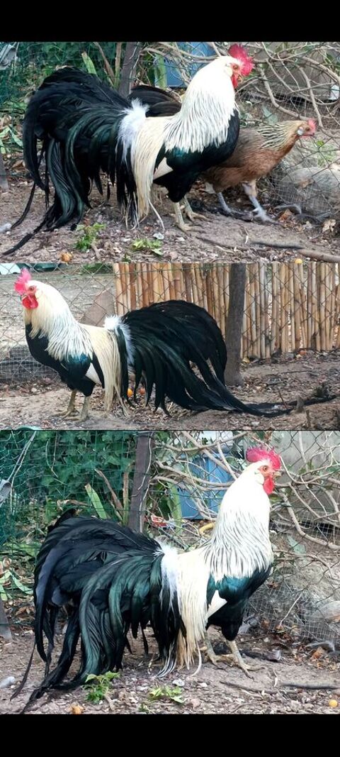 Onagadori argent&eacute; coq 25 34750 Villeneuve-lès-maguelone