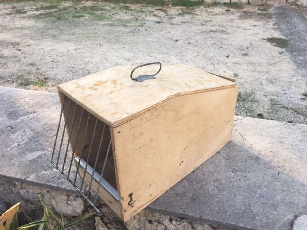   cage de transport pour perroquet 