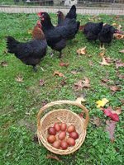   Oeuf fécondé, poussin, poule, coq Marans / Noirans 