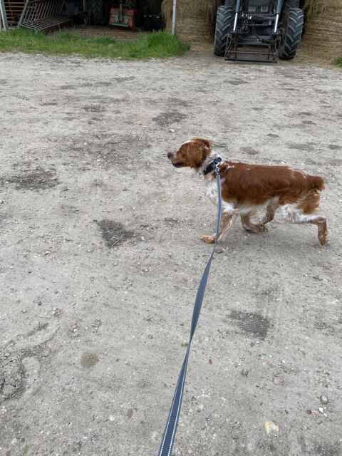 Donne chien 0 49650 Allonnes