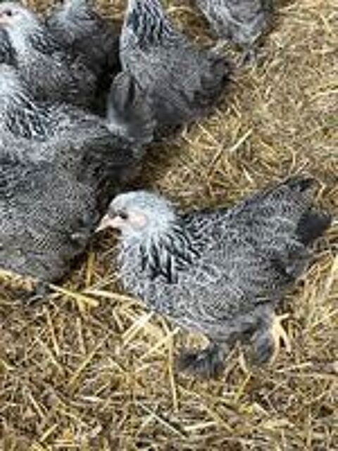   Poule brahma naine  