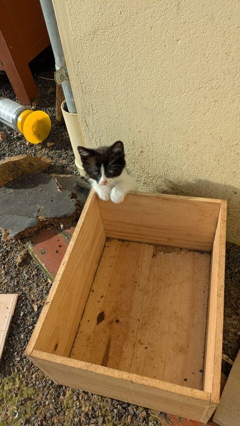 DON CHATONS SEVRES 0 53300 Couesmes-vaucé