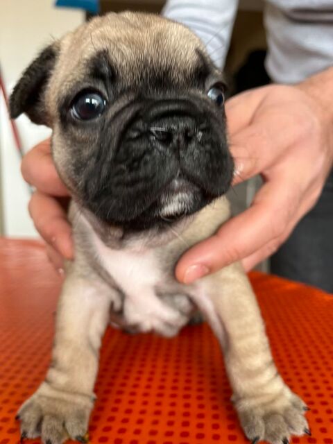 Chiots bouledogue Français  1000 83200 Toulon