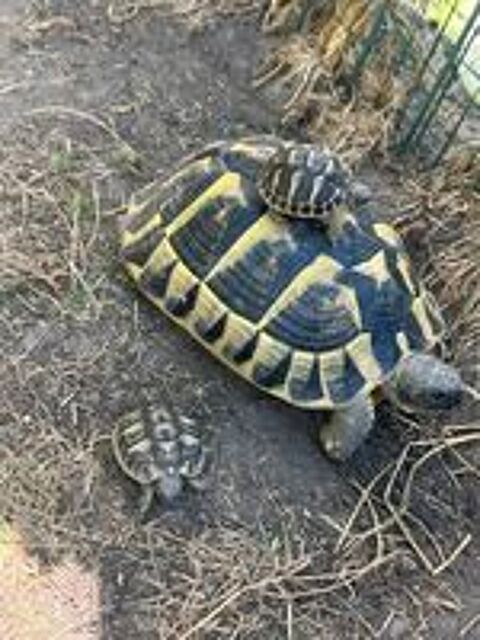   Tortue 1, 2 et 3 ans (ile de France 91)
