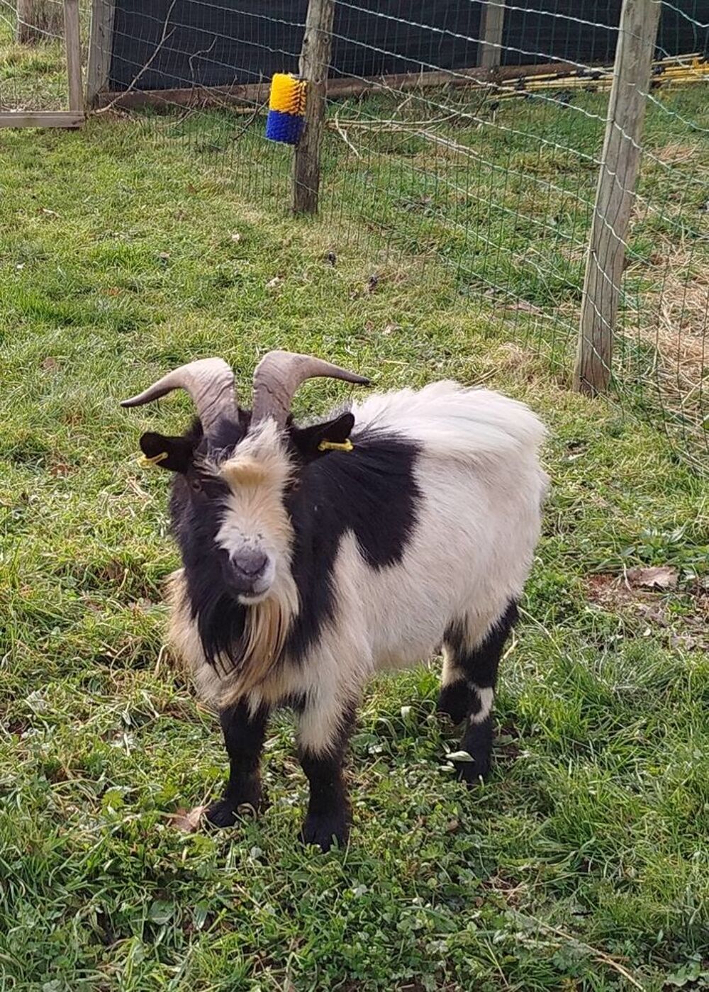   Neurosis, bouc nain croisé à adopter 