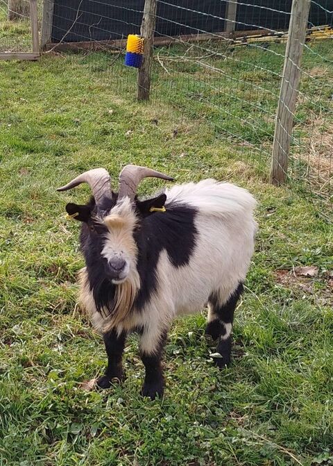 Neurosis, bouc nain crois&eacute; &agrave; adopter 50 44530 S�v�rac
