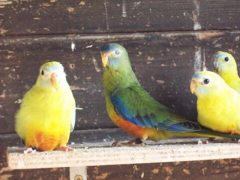PERRUCHES TURQUOISINES 25 29710 Plozévet