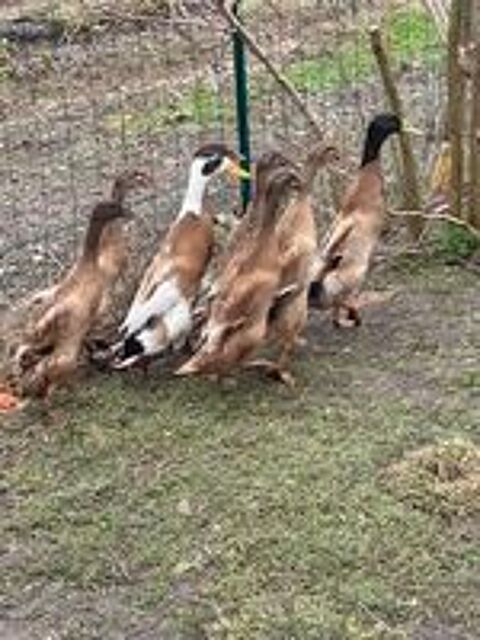  Couple de canard coureur indien sur royan 17200 