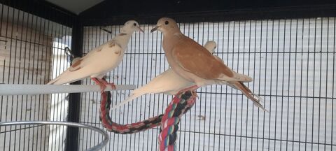 Tourterelles domestiques 5 01350 Culoz