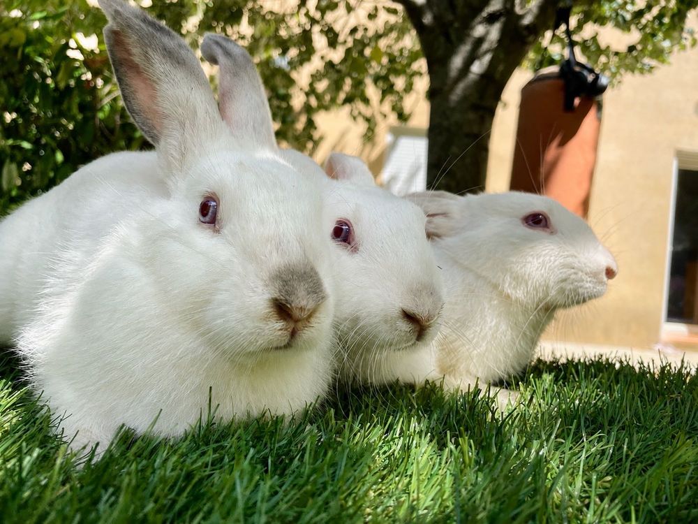 lapins californiens Jardin